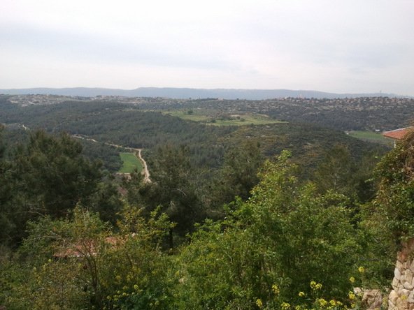 הרדוף נוף ירוק של יער וצמחייה טבעית ביישוב